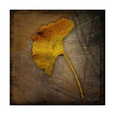 Trademark Fine Art John W. Golden 'Gingko Brown' Canvas Art, 24x24 ALI30627-C2424GG